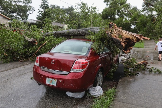 car damaged by tree